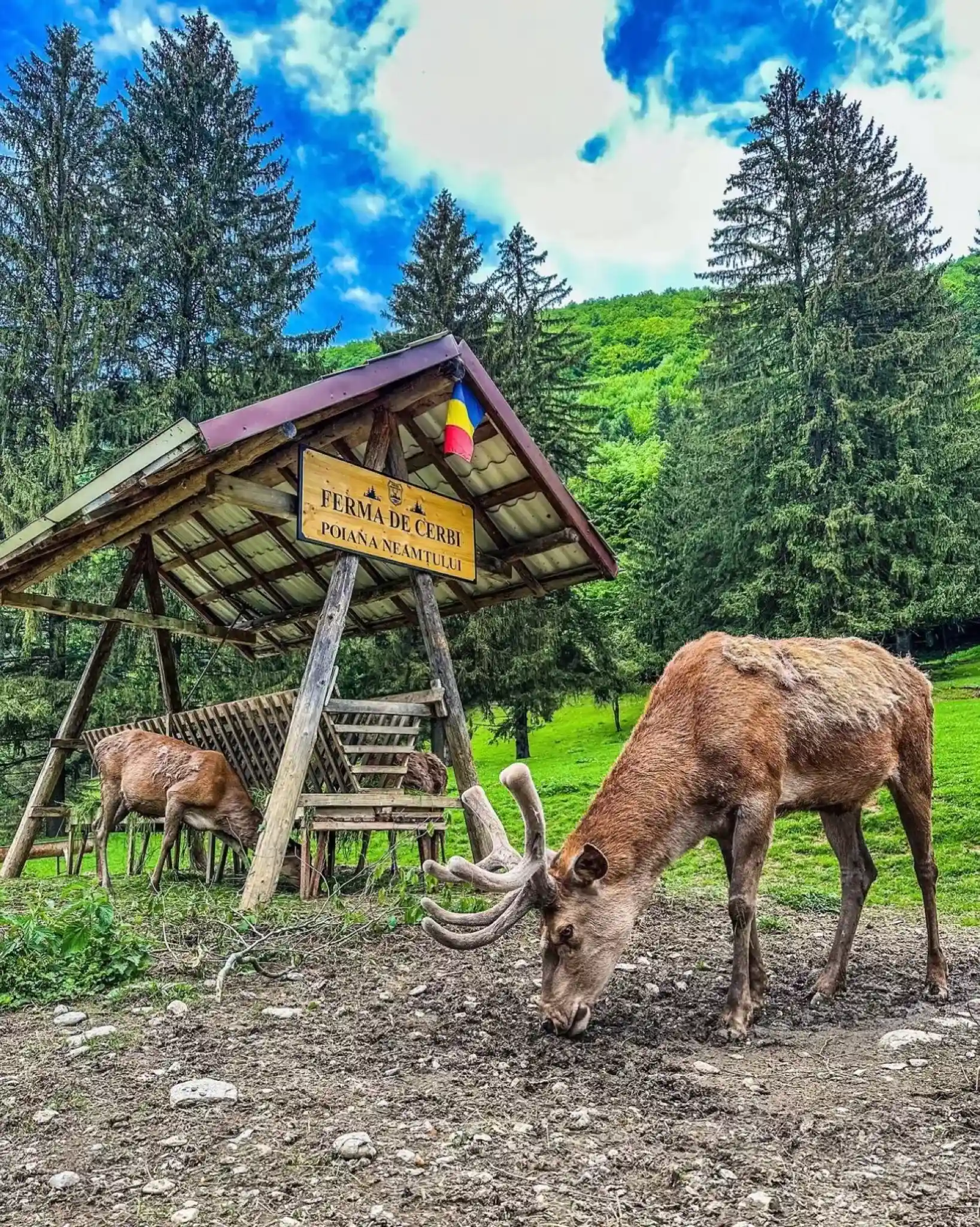 Poiana Neamțului – Ferma de Cerbi