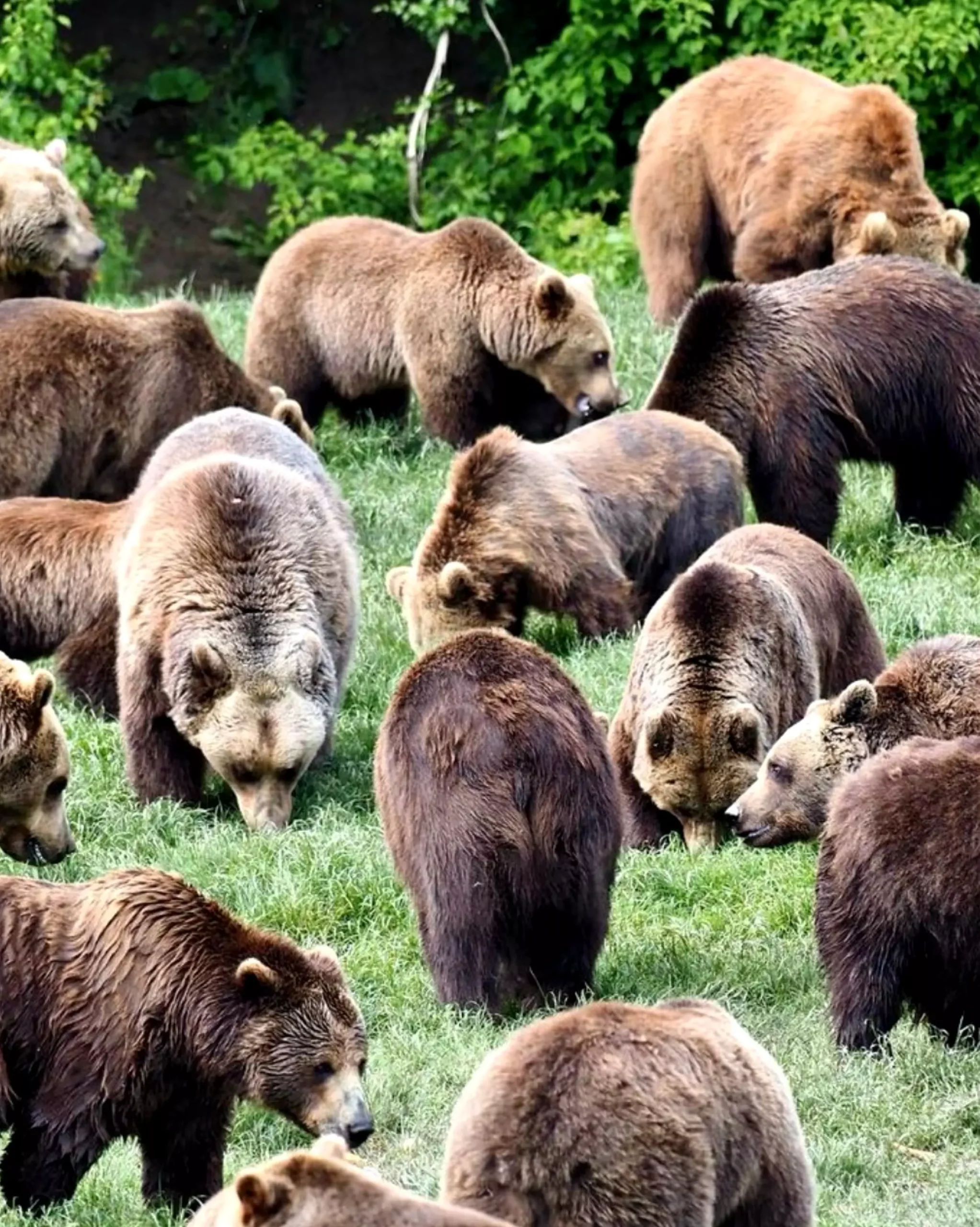 Sanctuarul Libearty Zărnești