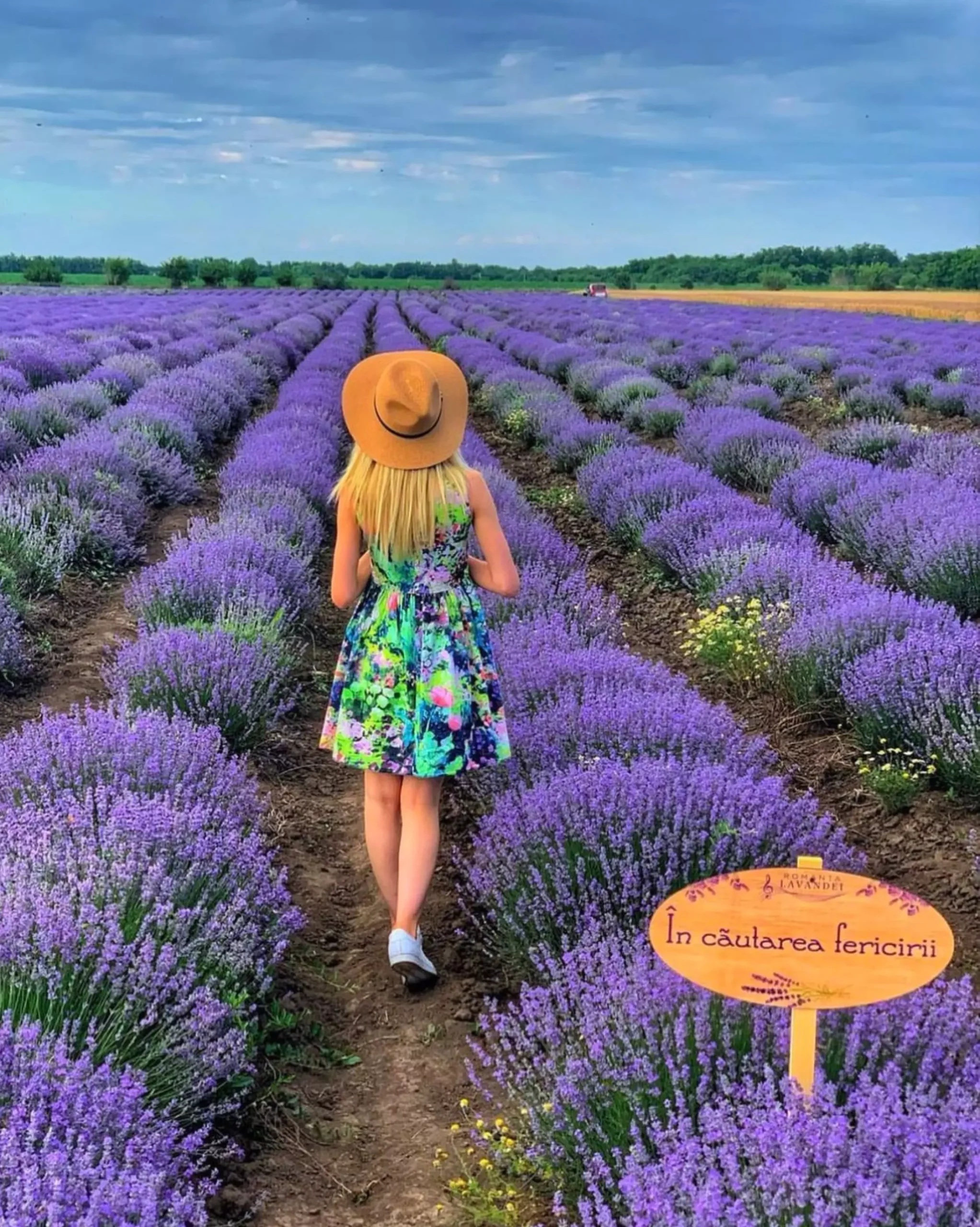 Romanța Lavandei
