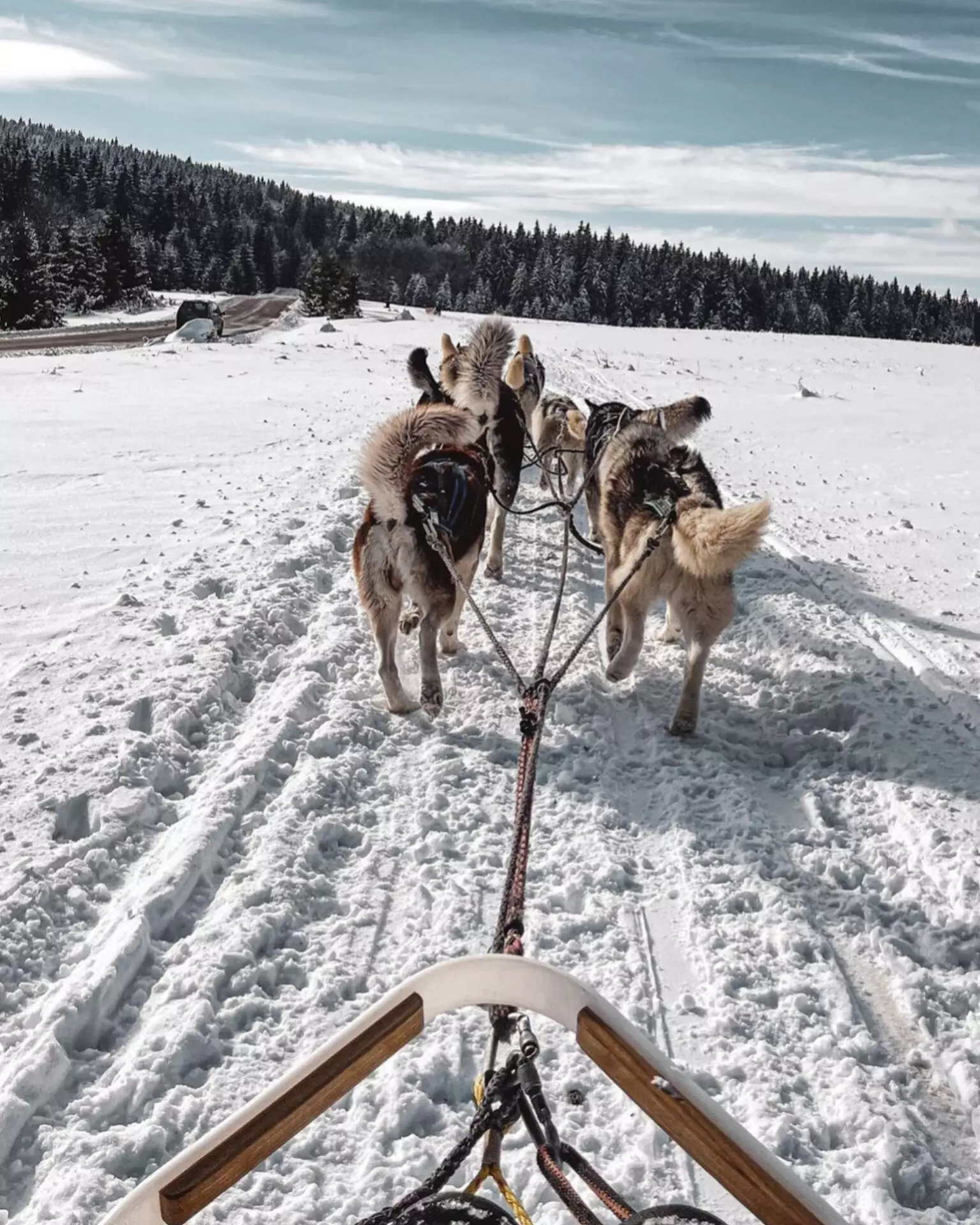 Ture cu sania trasă de câini pe munţii Harghitei