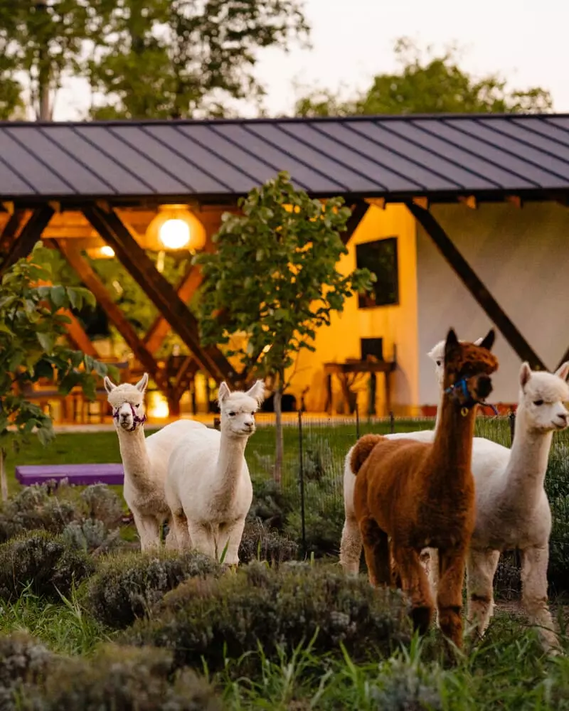 The Tribe Alpaca Retreat