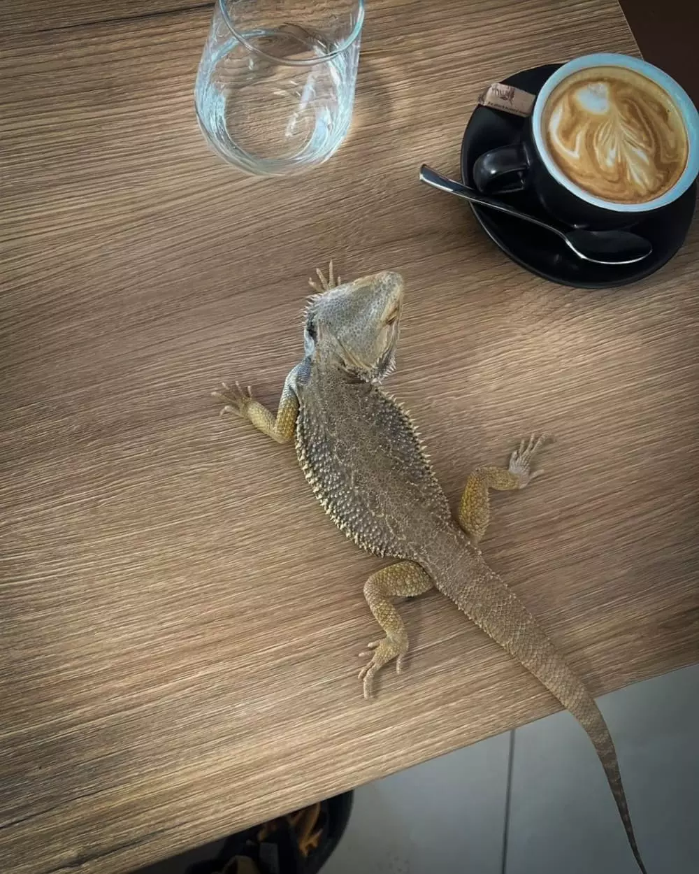 Grumpy Zoo Restaurant